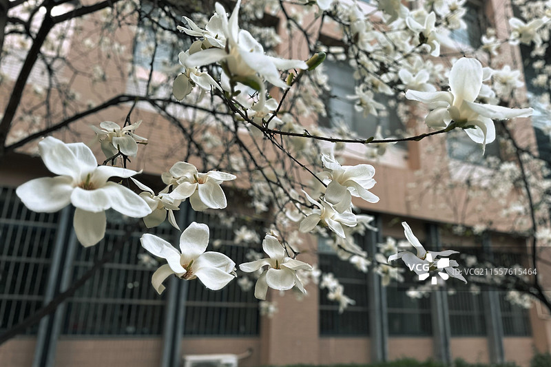 白玉兰（西北大学长安校区）图片素材