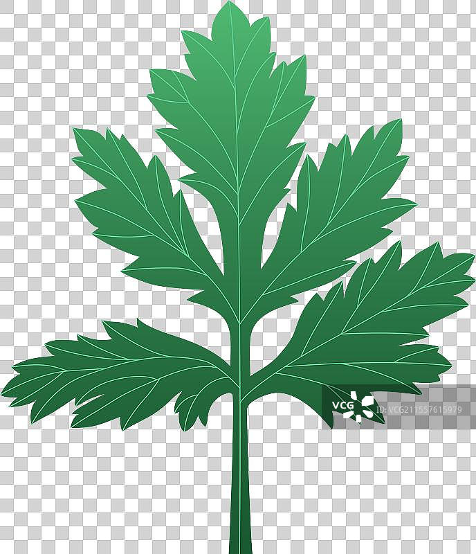 艾草叶欧芹绿叶植物免抠插画清明节元素图片素材