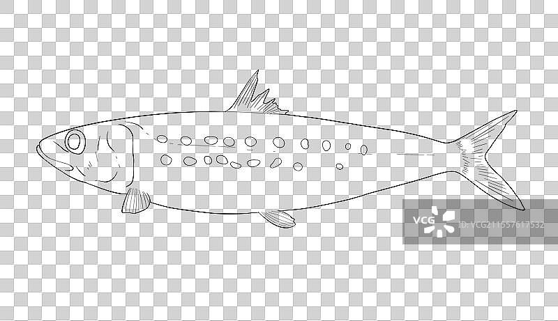 沙丁鱼图片素材