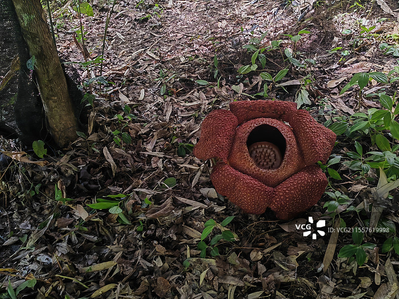 大王花图片素材