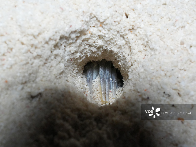 马尔代夫度假岛夜晚沙滩上螃蟹沙蟹的特写镜头图片素材