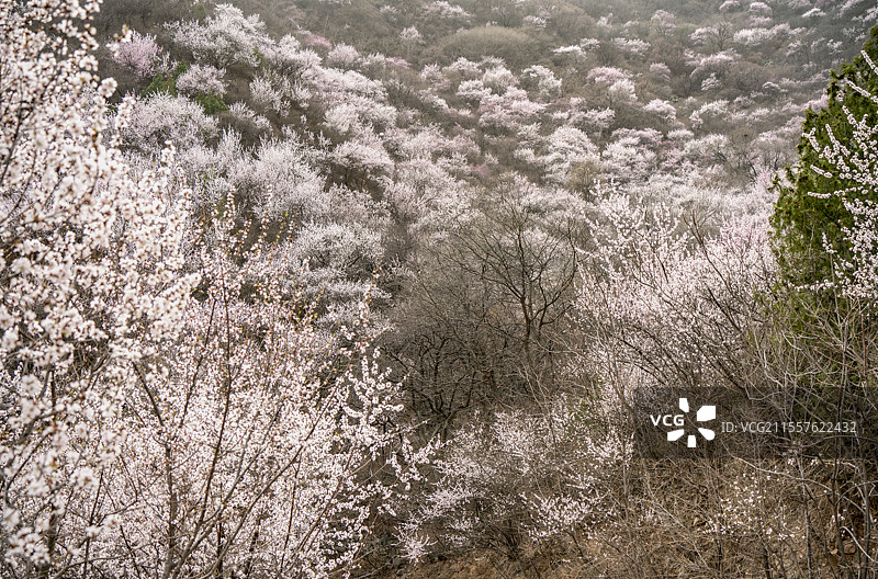十里桃林白虎涧图片素材