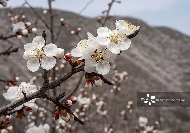 十里桃林白虎涧图片素材