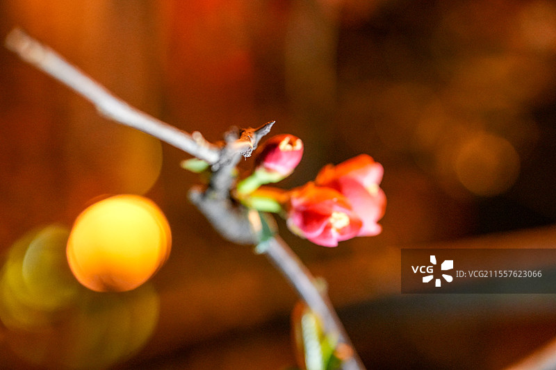 锦里的花灯图片素材