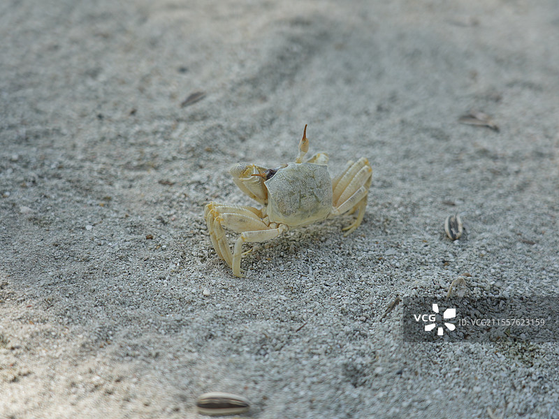 马尔代夫度假岛海滩螃蟹特写镜头图片素材