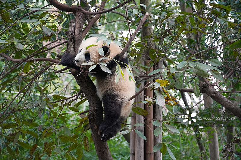 成都大熊猫繁殖基地的熊猫图片素材