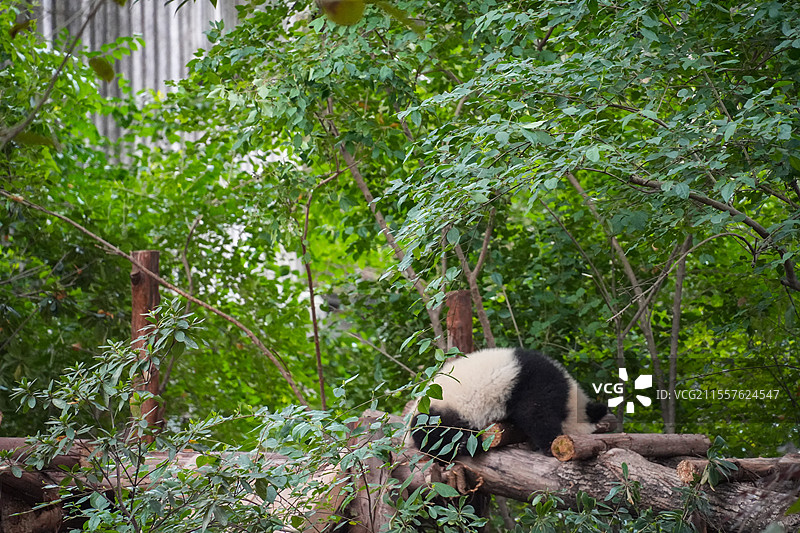成都大熊猫繁殖基地的熊猫图片素材