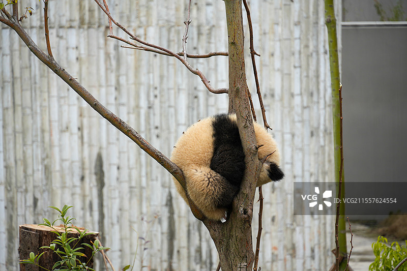 成都大熊猫繁殖基地的熊猫图片素材