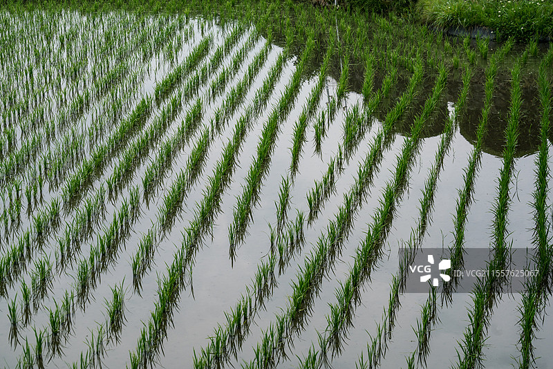 日本的水稻田图片素材