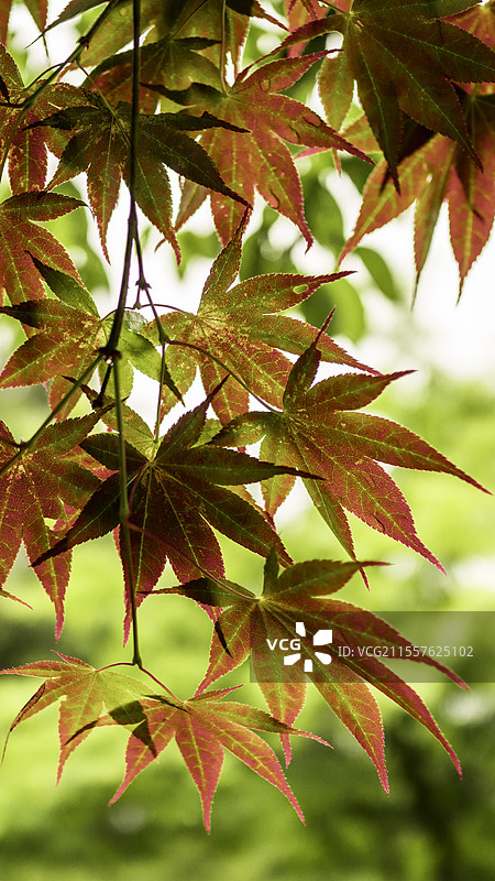 日本京都的枫叶图片素材