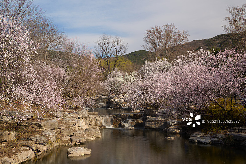 国家植物园山桃花溪图片素材
