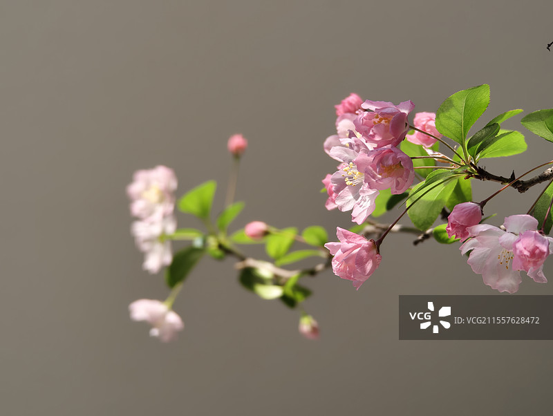 春天粉色垂丝海棠盛开图片素材