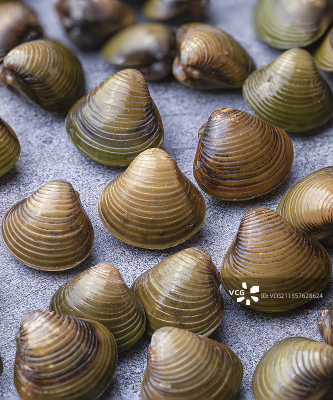 一盘新鲜美味河蚬图片素材