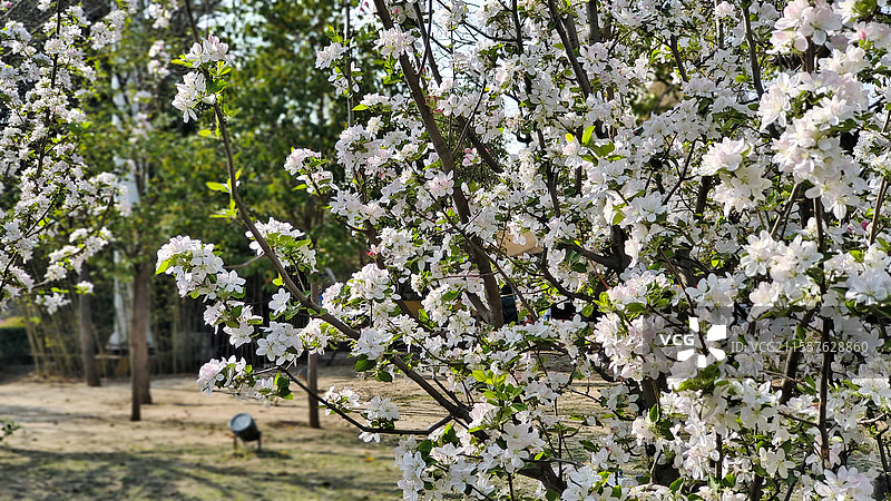 春天的白色梨花图片素材
