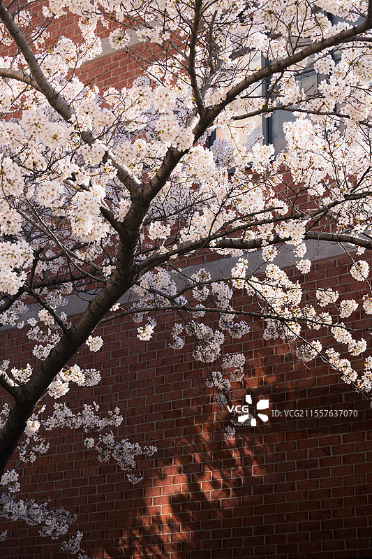 阳光下的樱花图片素材