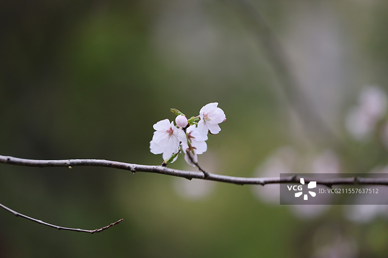 江西九江南山公园山顶城市传统文化高层建筑远景全景特写图片素材