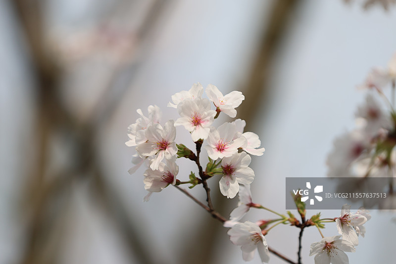 江西九江南山公园山顶城市传统文化高层建筑远景全景特写图片素材