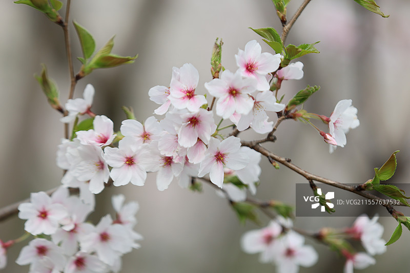 江西九江南山公园山顶城市传统文化高层建筑远景全景特写图片素材