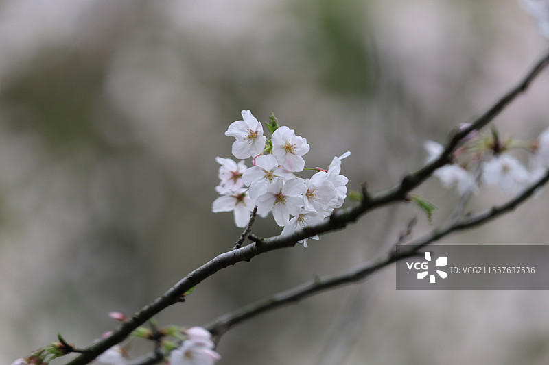 江西九江南山公园山顶城市传统文化高层建筑远景全景特写图片素材