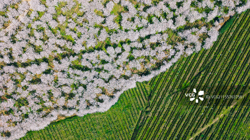 航拍贵州平坝农场樱花园图片素材