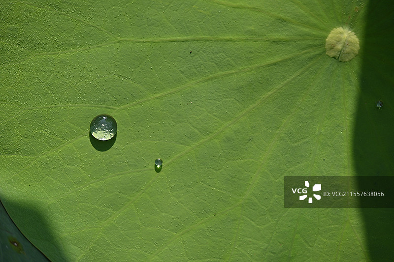 荷叶露水图片素材
