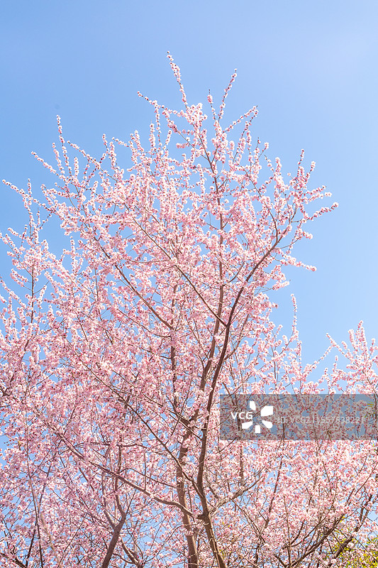 桃花盛开图片素材