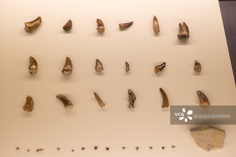 大同博物馆-晚白垩世-天镇县贾家屯乡南冯窑村出土-甲龙牙齿图片素材