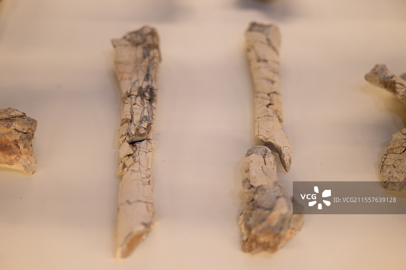大同博物馆-晚白垩世-天镇县贾家屯乡南冯窑村出土-镰刀龙手骨化石图片素材