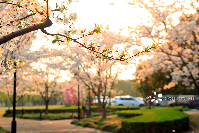 上海松江城市公园里浪漫的樱花图片素材