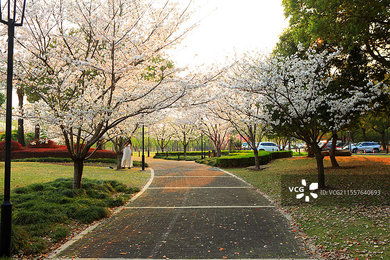 上海松江城市公园里浪漫的樱花图片素材