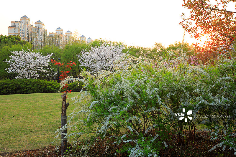 上海松江城市公园里浪漫的樱花图片素材