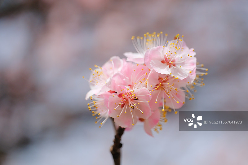 春天石家庄波浪坡盛开的杏花。自然风光背景图图片素材
