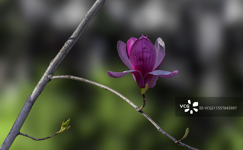 盛开的紫玉兰Yulannia图片素材