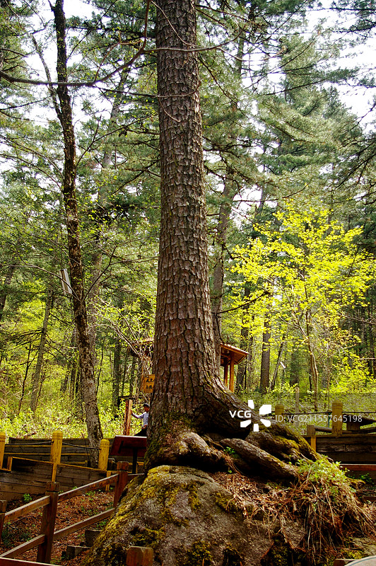 黑龙江大亮子河国家森林公园图片素材