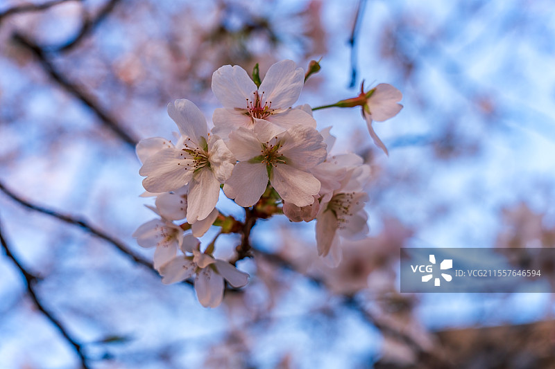 湖北省武汉市武昌区东湖春季樱花图片素材