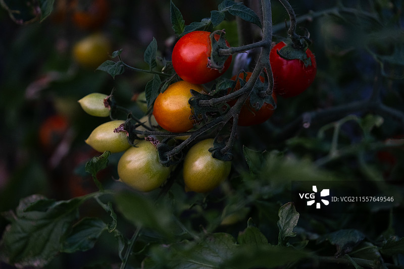 实拍温室里种植栽培的番茄（西红柿）图片素材