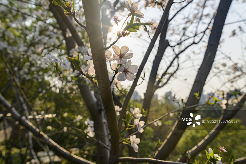 春季白色樱花特写图片素材