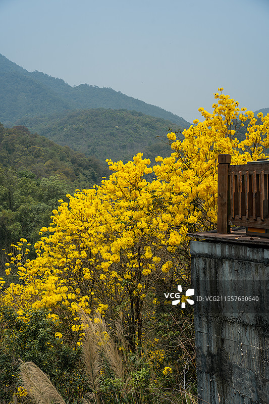 厦门天竺山黄花风铃木图片素材