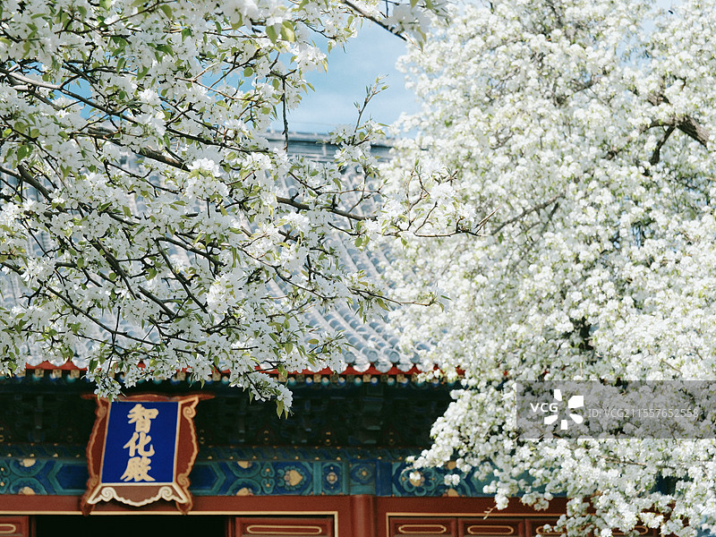 北京春天智化寺梨花古建筑丁香花朝外soho图片素材
