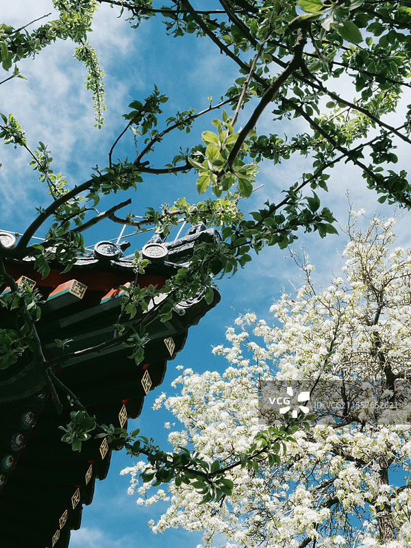 北京春天智化寺梨花古建筑丁香花朝外soho图片素材