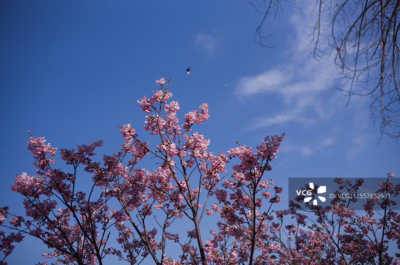 玉渊潭图片素材