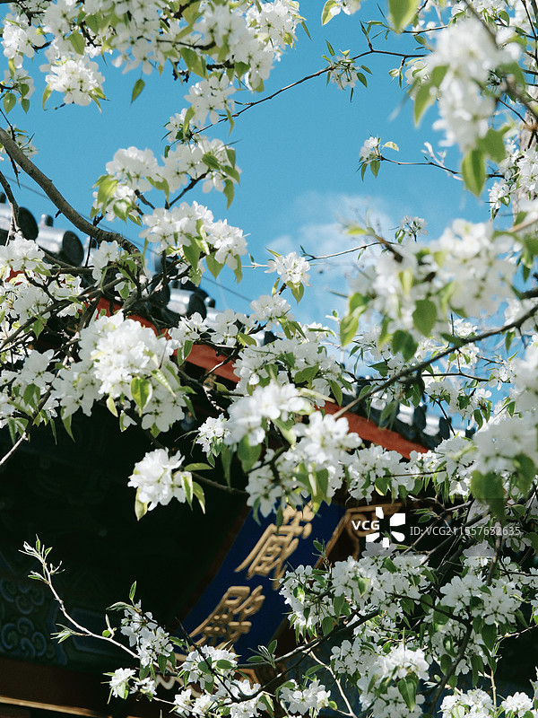 北京春天智化寺梨花古建筑丁香花朝外soho图片素材