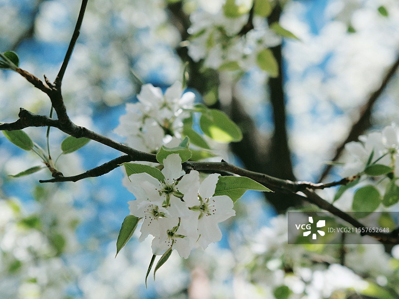 北京春天智化寺梨花古建筑丁香花朝外soho图片素材