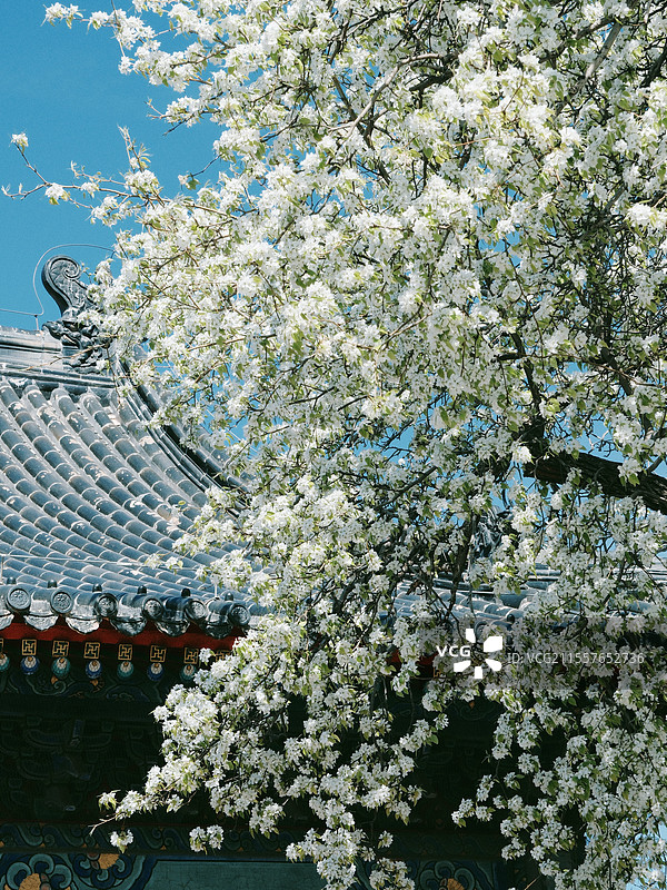 北京春天智化寺梨花古建筑丁香花朝外soho图片素材