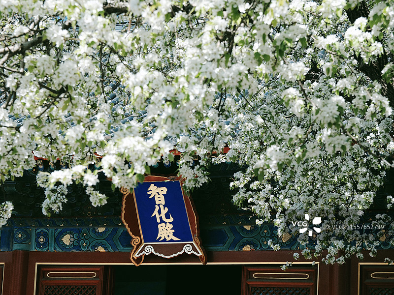 北京春天智化寺梨花古建筑丁香花朝外soho图片素材
