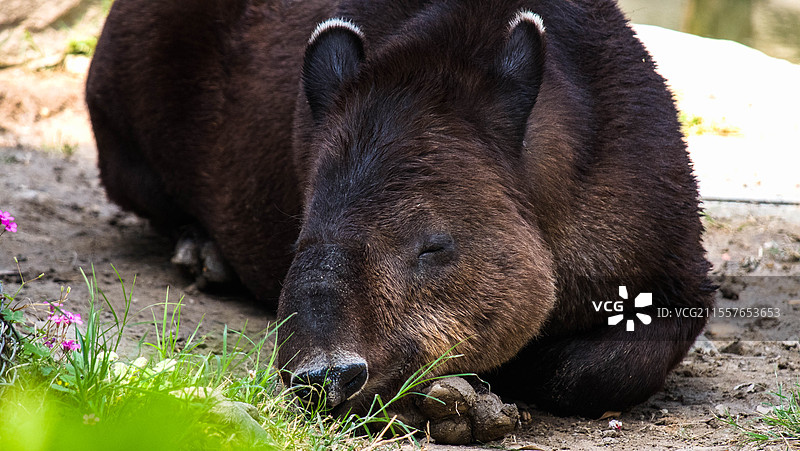 酣睡的可爱南美貘图片素材
