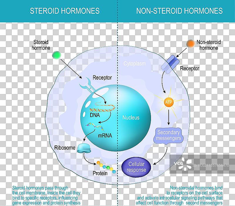 非类固醇激素与类固醇激素的区别图片素材
