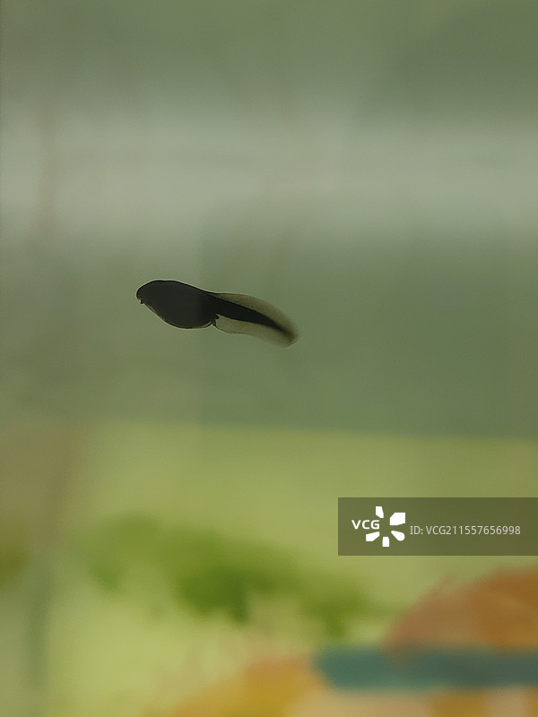 可爱的小蝌蚪图片素材