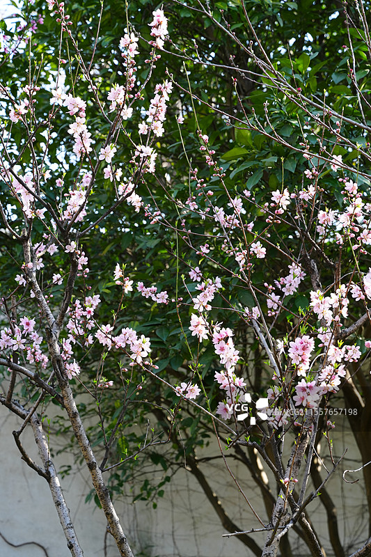 留园—春日海棠图片素材
