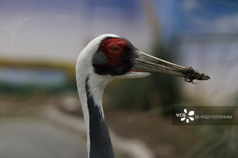 成都动物园拍摄的动物，有各种叫不上名字的动物，非常可爱图片素材